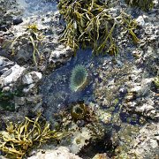 CoastCamp 102  I took advantage of a low tide and walked down towards Sculptured Beach, enjoying the tidepools along the way : CoastCamp